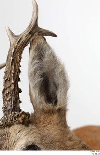 European roe deer antler head 0010.jpg